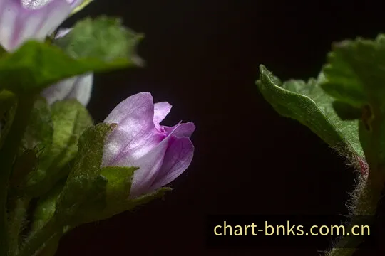 和值走势可视化横幅